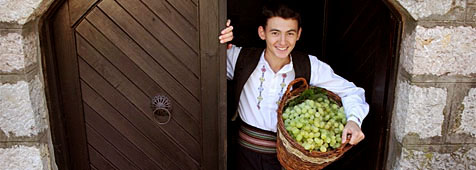 Oplenac Grape harvest